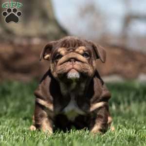 Chanel Cocoa, English Bulldog Puppy